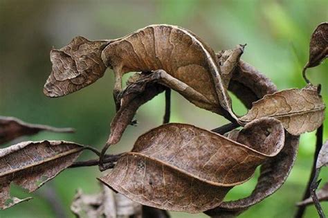 壁虎風水|在風水學中：家裡進壁虎是什麼寓意？4種預兆要「小心」了